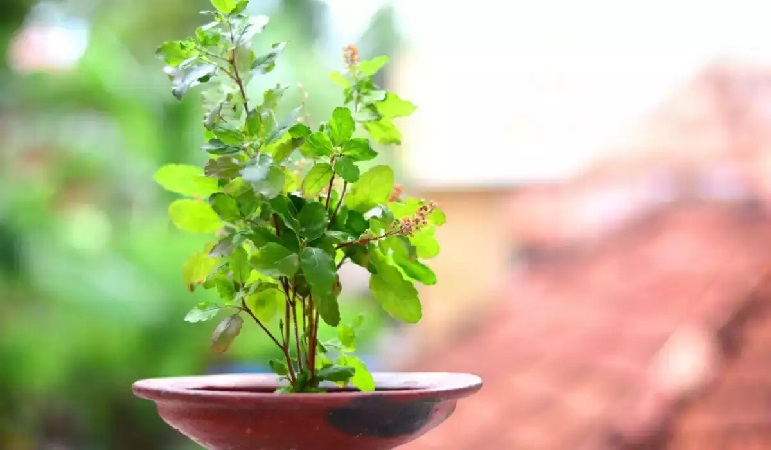 Do not touch tulsi these days, otherwise goddess lakshmi may get angry