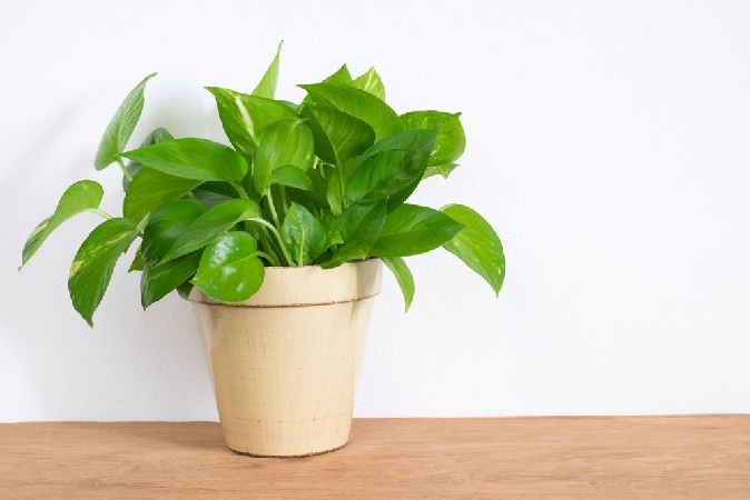 Remove vastu defects by planting lord vishnu's favourite plant in the house, pending work will be completed