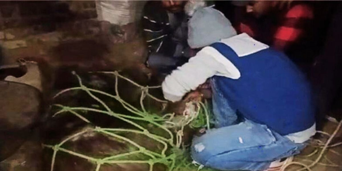 Injured sambhar found in Jalandhar residential area