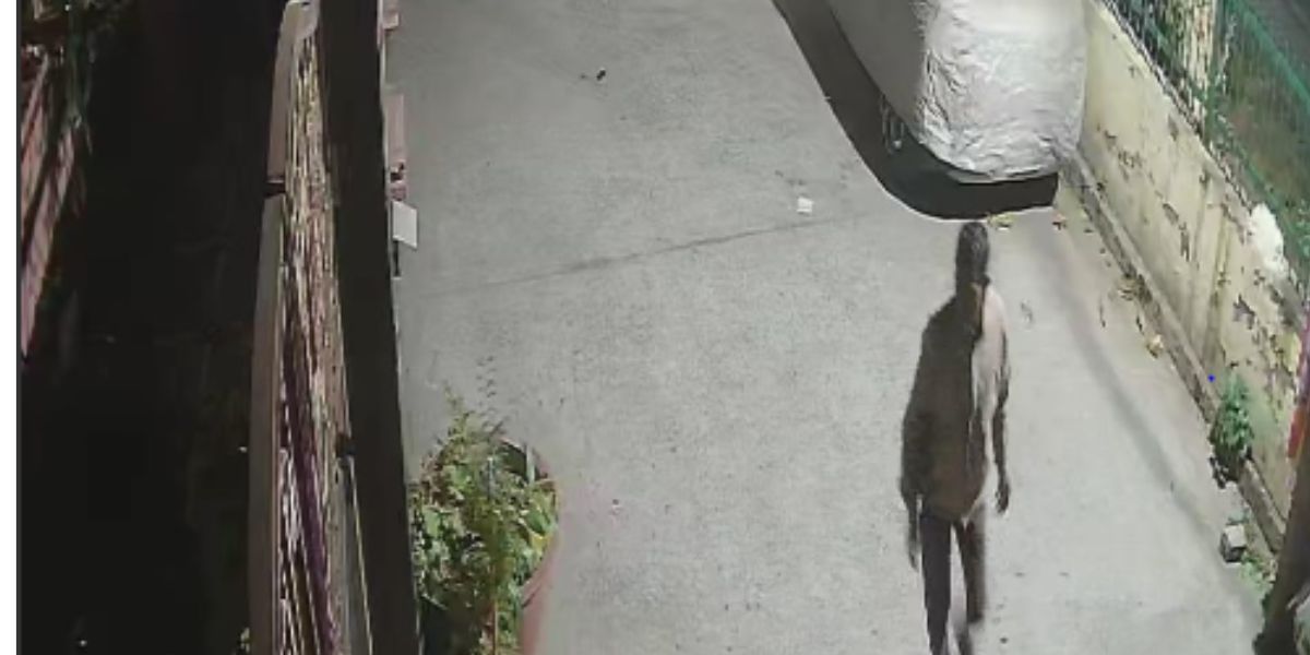 Jalandhar: Cylinder Thiefâ€™s Act Caught on Camera, Unique Theft Video Goes Viral