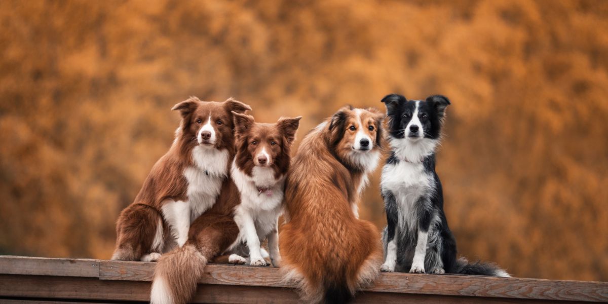 Supreme Court Orders Permanent Shelter and Sterilization Drive for Stray Dogs in Delhi-NCR