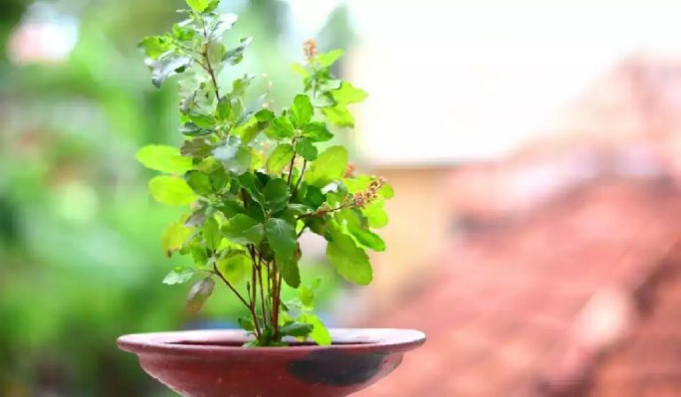 Read more about the article इन दिनों न छुएं तुलसी, वरना नाराज हो सकती हैं मां लक्ष्मी