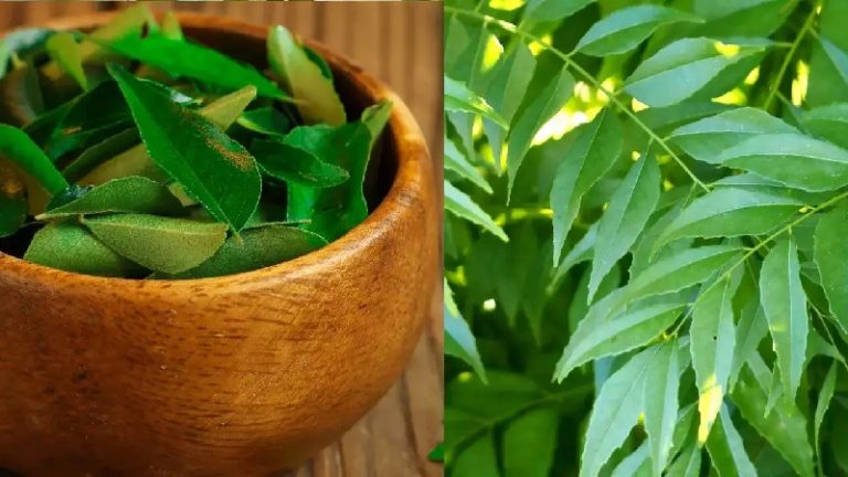 Read more about the article करी पत्ते के 7 प्राकृतिक स्वास्थ्य लाभों के बारे में जानें