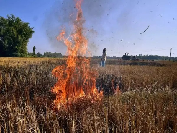 Read more about the article पराली जलाने पर सख्त एक्शन, पंजाब सरकार ने 9 अधिकारियों के खिलाफ कार्रवाई शुरू की