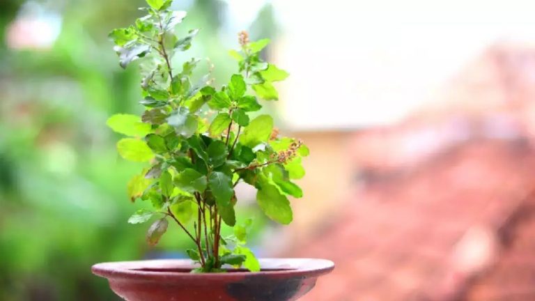 Read more about the article तुलसी के पास रखें ये खास चीज, घर में आएगी सुख-समृद्धि और दूर होगी आर्थिक तंगी
