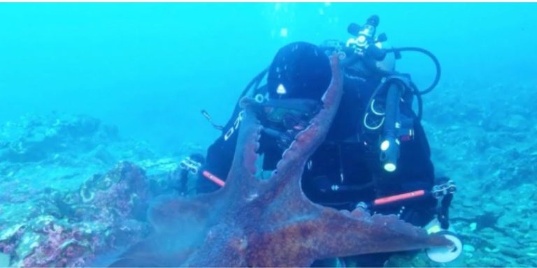 Read more about the article ग़ुस्साए ऑक्टोपस ने गोताखोर(diver) को दबोचा, स्कूबा(scuba)डाइविंग के दौरान मचा हड़कंप!